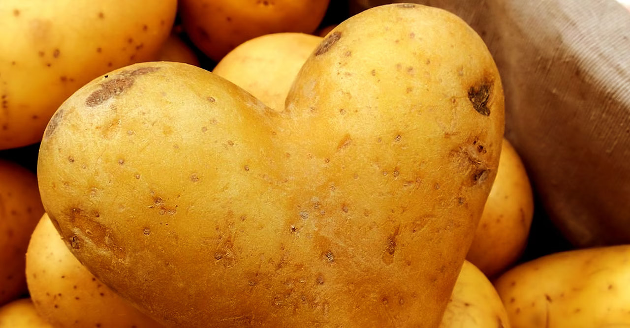 Pomme de terre coupée en deux sur un plan de travail
