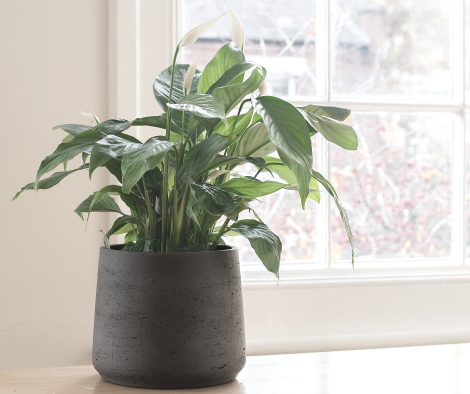 Feuilles de lys de la paix montrant des signes de stress, comme le jaunissement ou le manque de fleurs