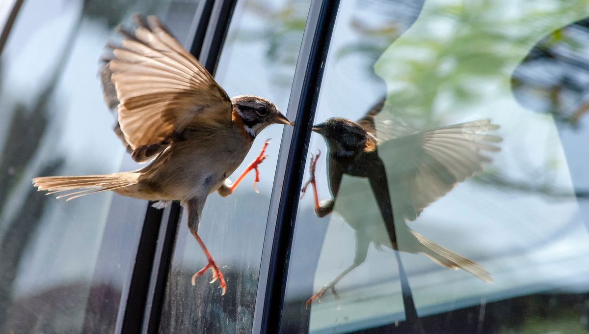 Oiseau pos&eacute; sur un rebord de fen&ecirc;tre, regardant &agrave; l'int&eacute;rieur