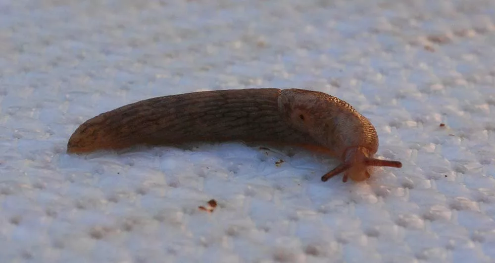 Limace traversant différentes pièces d'une maison