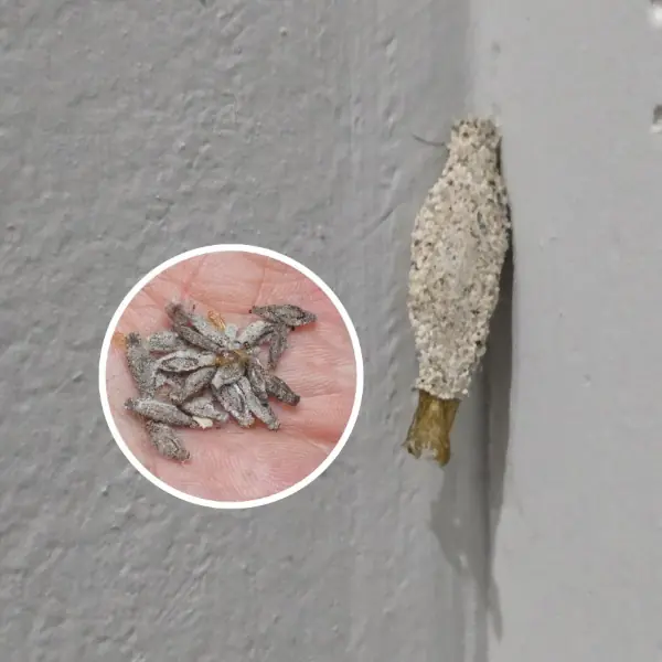 Chenille des sacs se déplaçant sur un mur