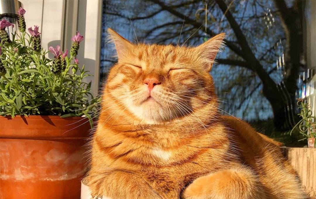 Chat roux allongé