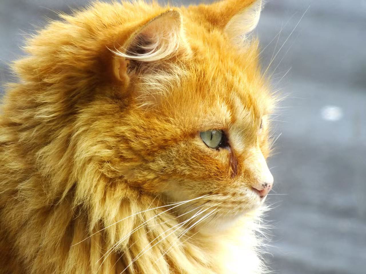 Chat roux curieux