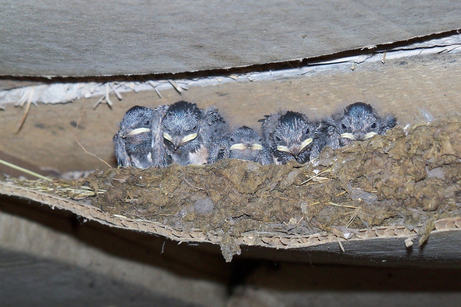 Hirondelle en vol pr&egrave;s d'un nid sous un avant-toit