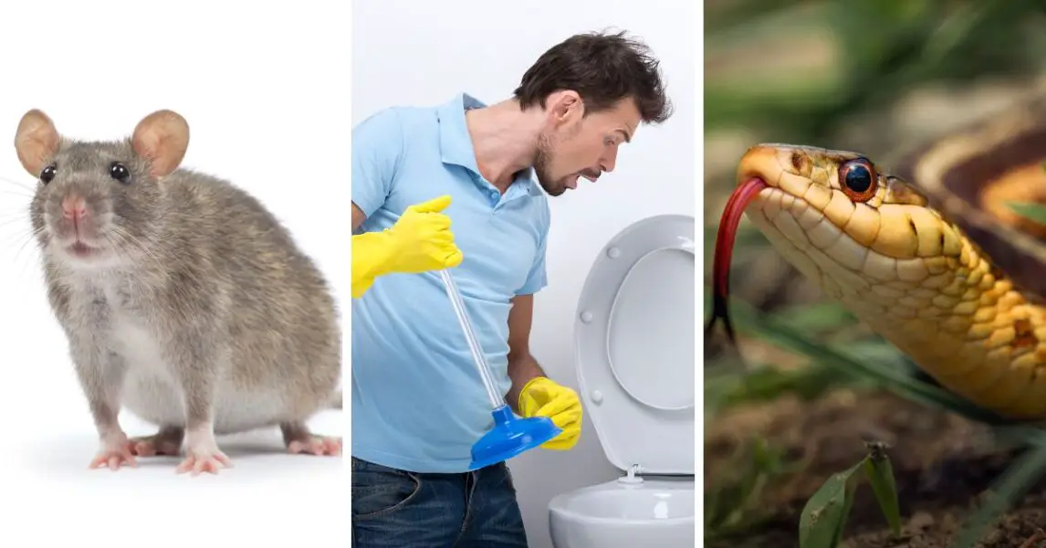 Créatures dans les canalisations