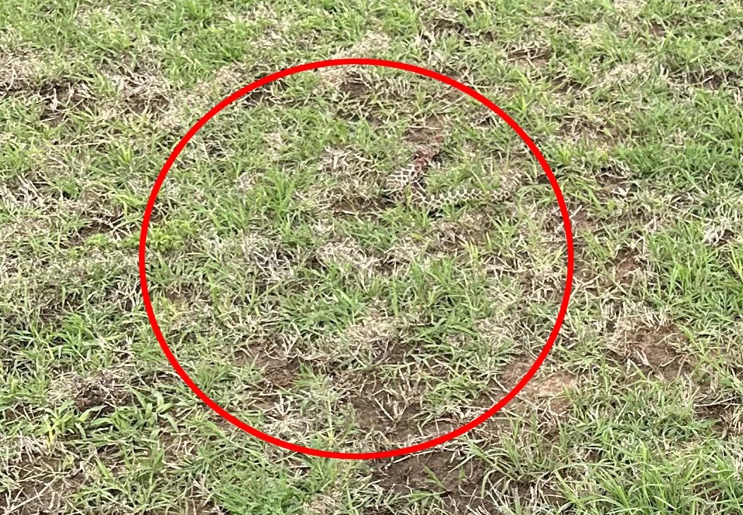 Autre vue rapproch&eacute;e du serpent dissimul&eacute; dans l'herbe