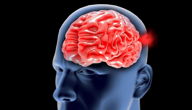 Illustration médicale du cerveau et du système vasculaire
