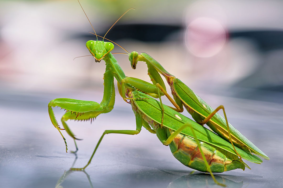 Mante religieuse sur une tige, &eacute;voquant la reconnexion