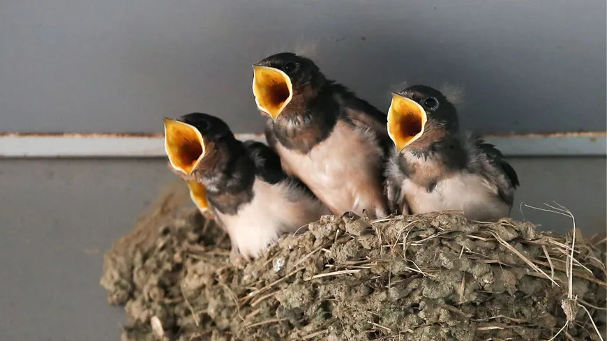 Hirondelle capturant un insecte en vol au-dessus d'un jardin