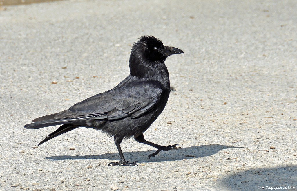 Corbeau perché sur une branche