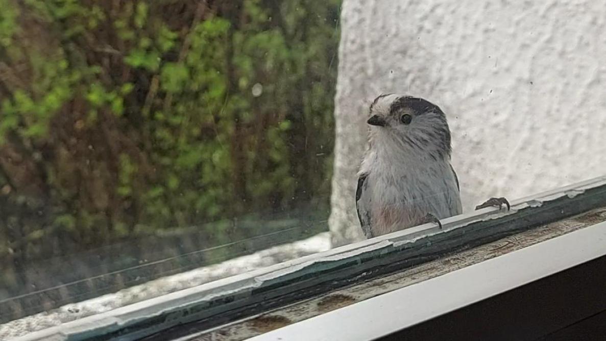 Oiseau se refl&eacute;tant dans une fen&ecirc;tre