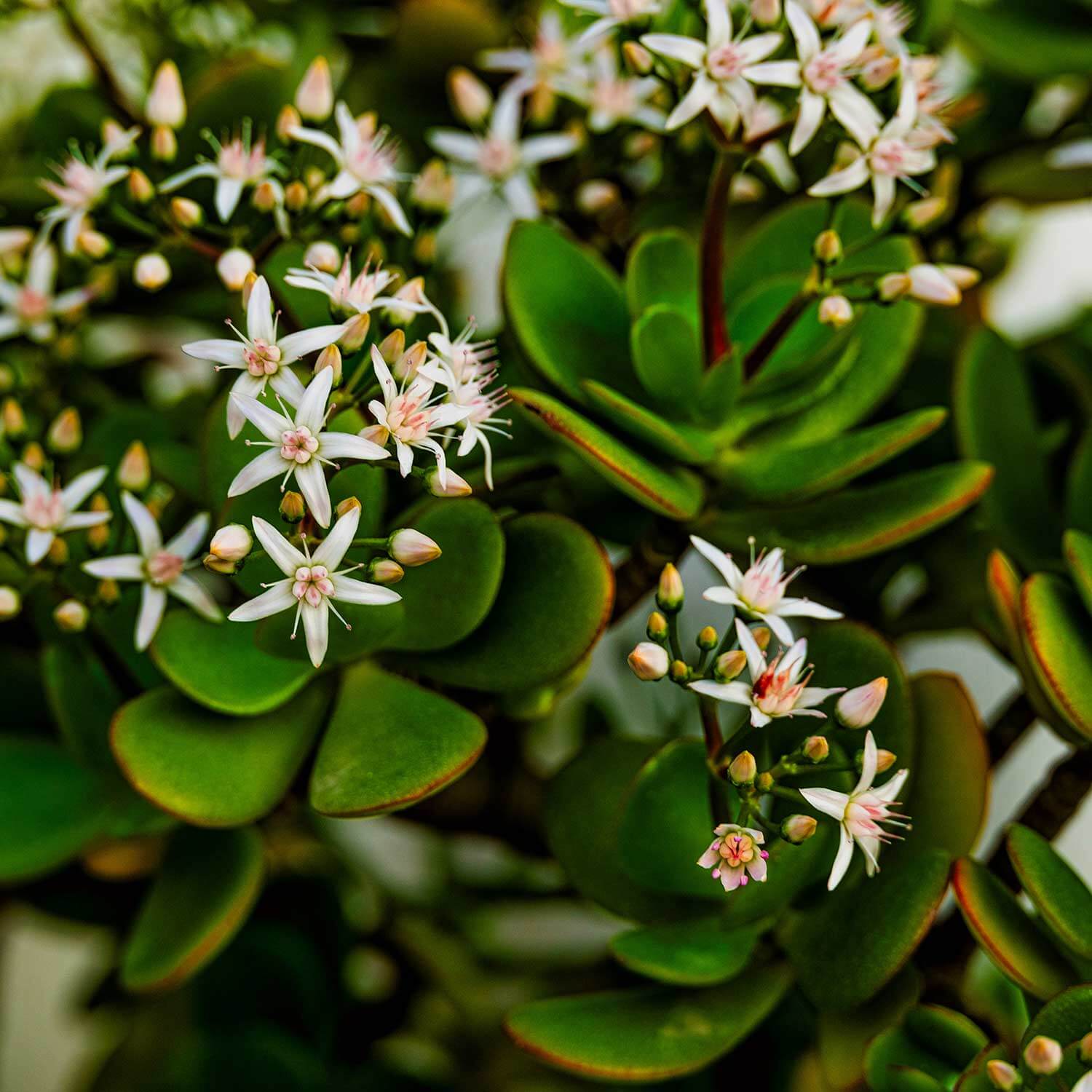 Portrait d'un bel arbre de jade (Crassula ovata) en pot, avec ses feuilles charnues et brillantes