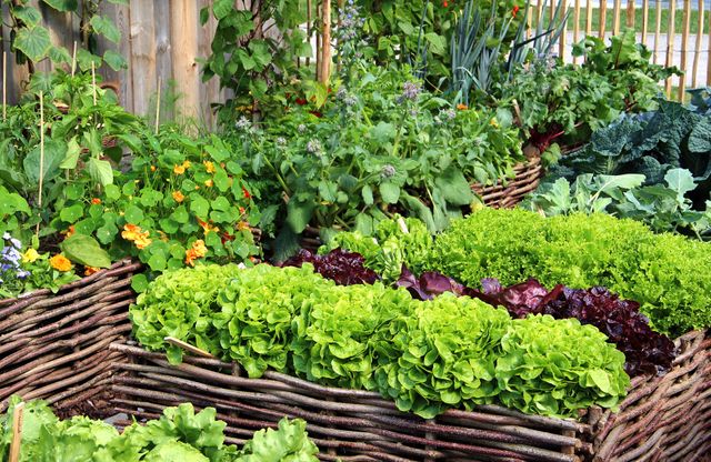 Personne vaporisant des plantes dans un potager avec un spray