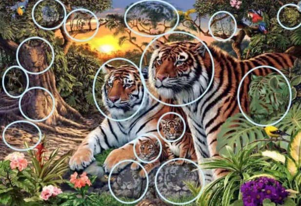 Solution de l’énigme des tigres