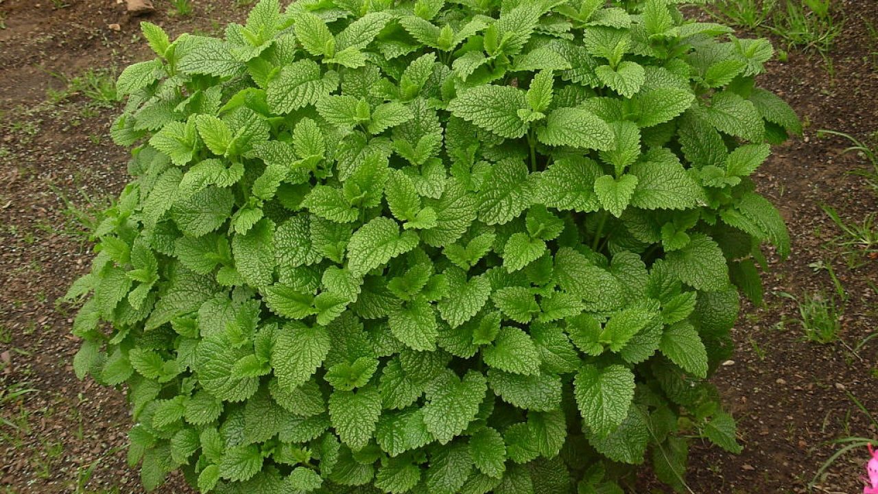 Feuilles vertes de marrube blanc, une plante aromatique