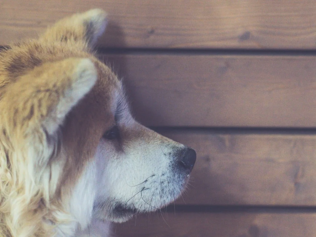 Akita avec un comportement de tête contre le mur