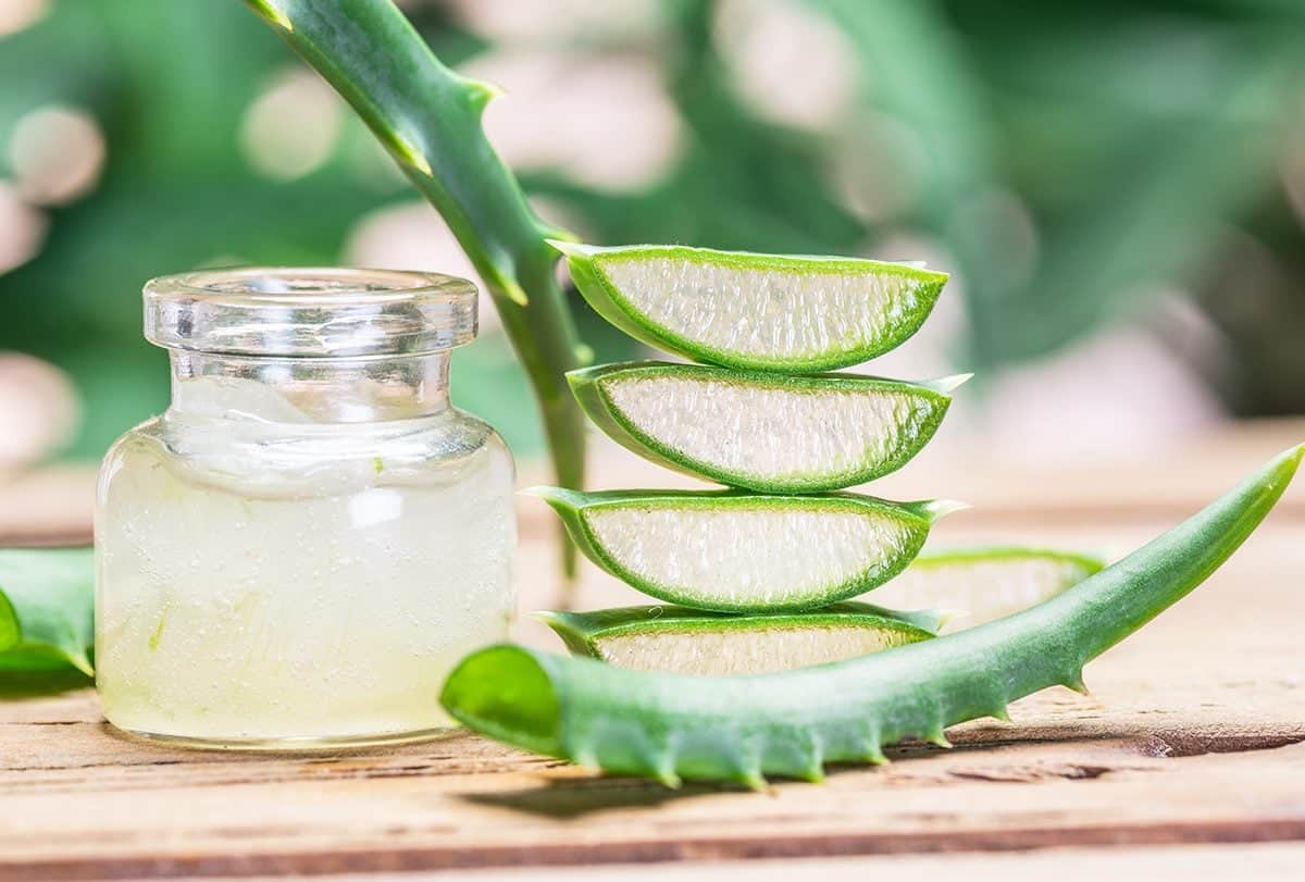 Plante d'aloe vera