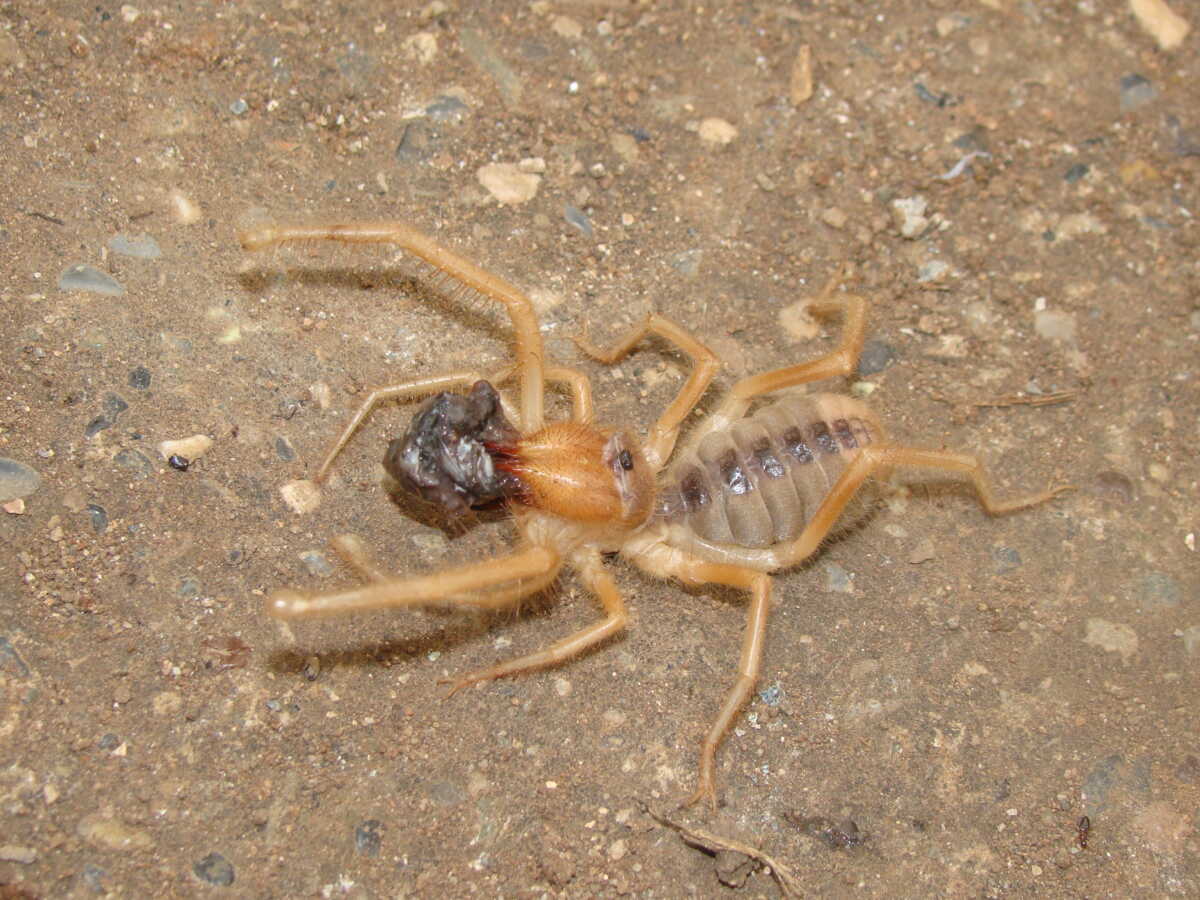 Gros plan sur un solifuge montrant ses chélicères caractéristiques