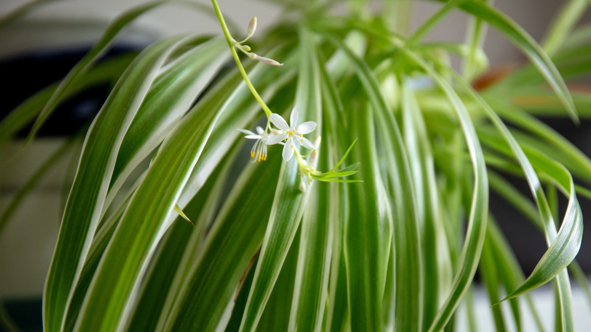 Terreau et outils pour le rempotage du chlorophytum