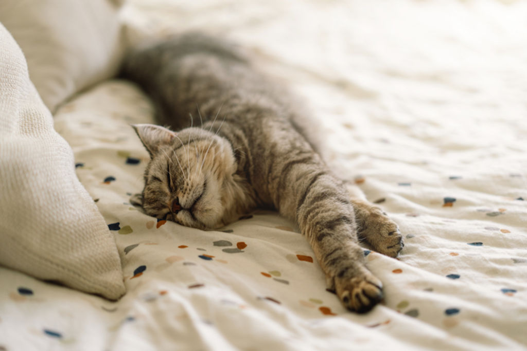 Chat assis sur un lit, observant la pièce avec attention