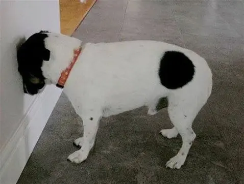 Chien présentant un symptôme de tête contre le mur