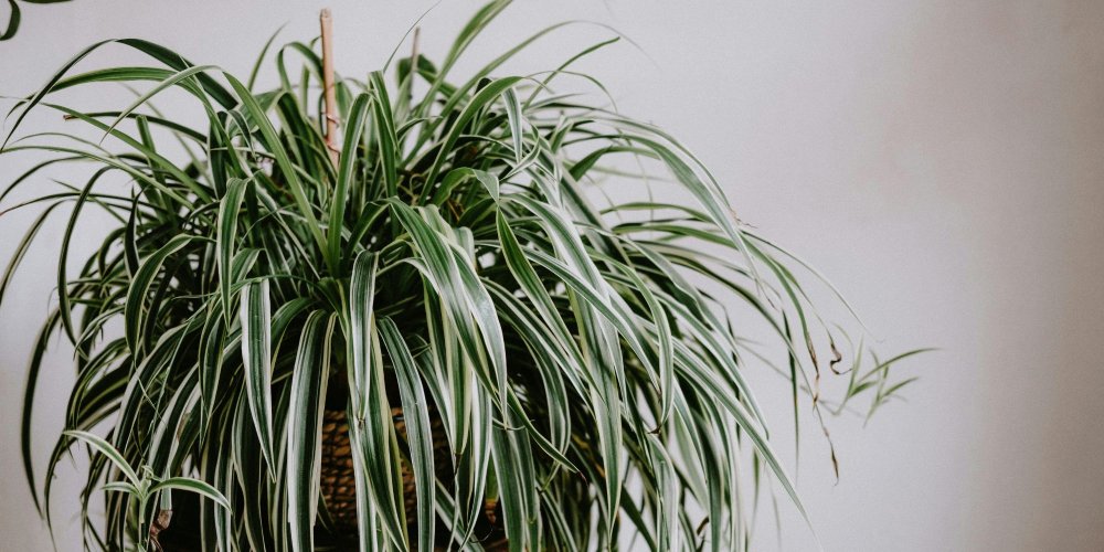 Détail du feuillage et des racines vigoureuses du chlorophytum