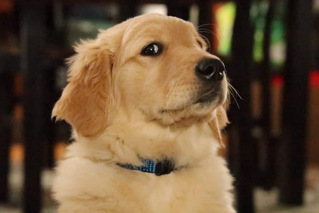 Chiot golden retriever aux grands yeux expressifs
