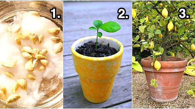 Tutoriel facile pour faire pousser un citronnier &agrave; partir d'un p&eacute;pin