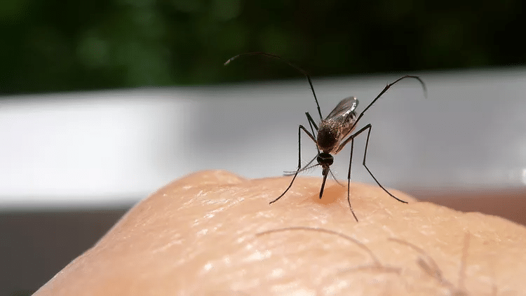 Protection contre les moustiques