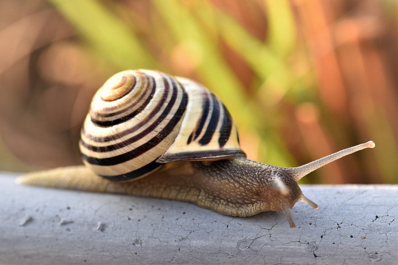 Escargots dans un environnement humide