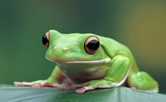 Grenouille dans son habitat naturel