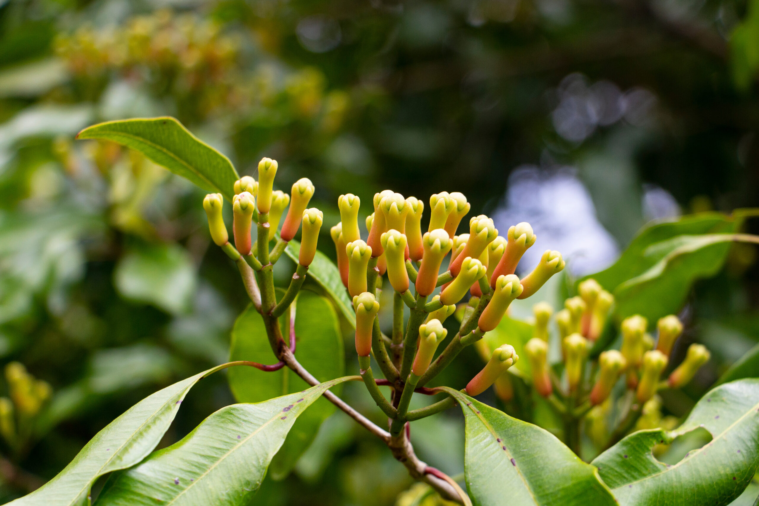 Feuillage dense et brillant d'un giroflier cultivé en pot