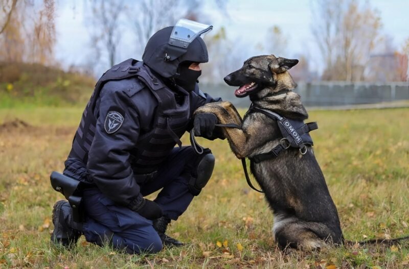 Un vieux berger allemand, Naya, assis dignement