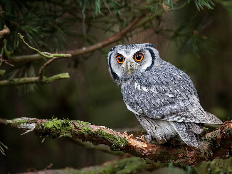 Hibou perch&eacute; sur une branche d'arbre au cr&eacute;puscule