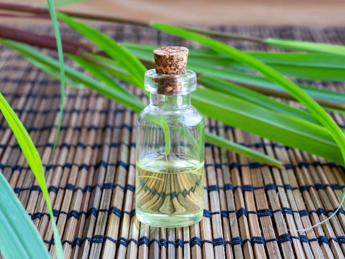 Huiles essentielles anti-insectes