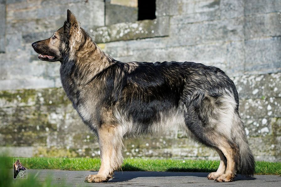 Le chien Naya allongé, paisible, sur le cercueil en bois