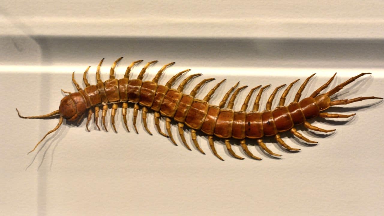 Mille-pattes dans une salle d'eau