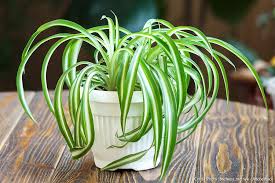 Chlorophytum ou plante araignée dans un intérieur lumineux
