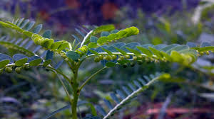 Différentes préparations à base de Phyllanthus niruri