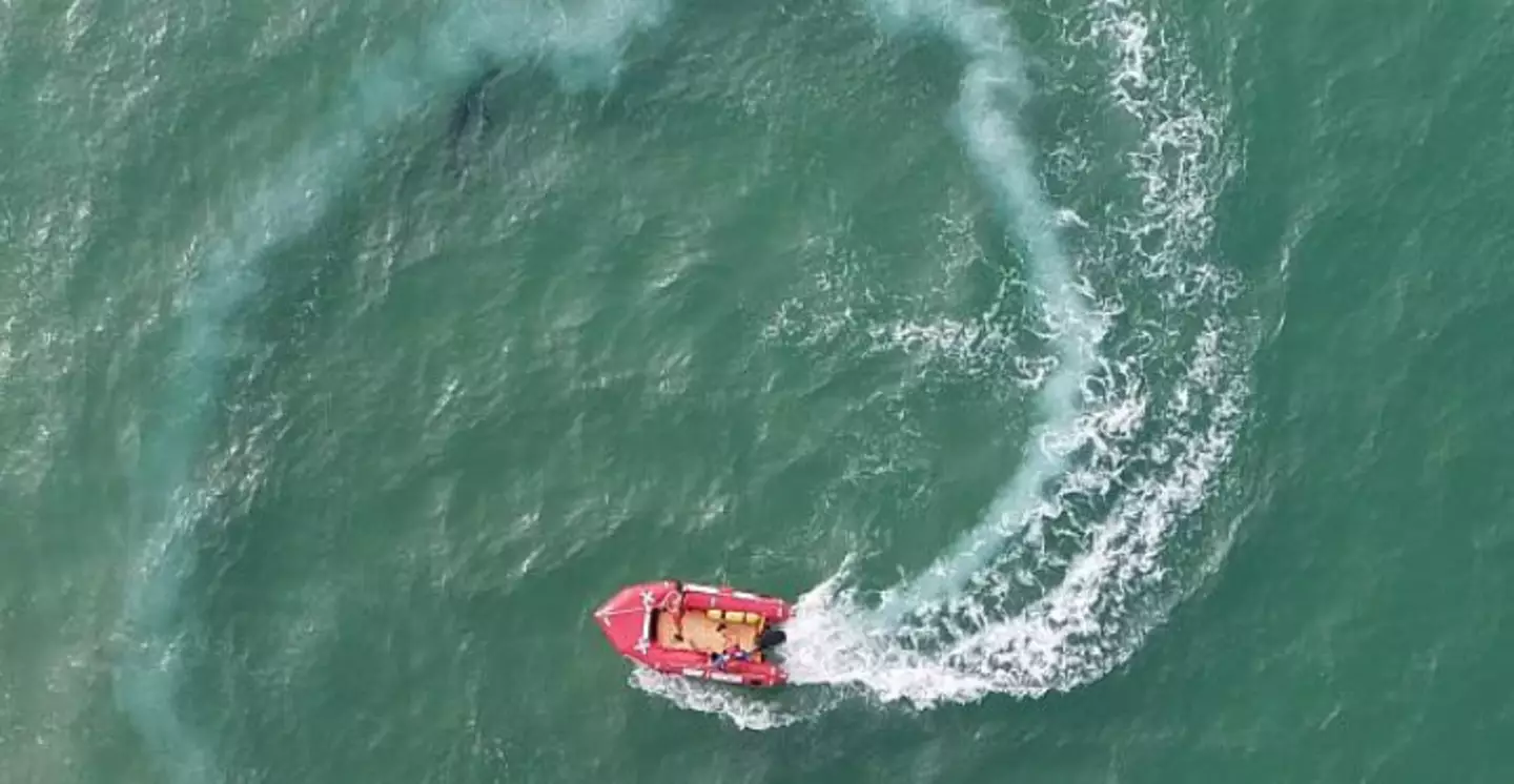 Détail de l'image avec un cercle indiquant l'emplacement du requin