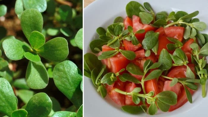 Recettes au pourpier