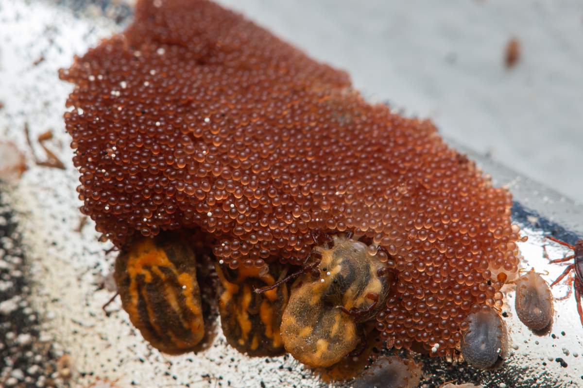 Œufs de tiques agrandis, montrant leur texture et leur regroupement