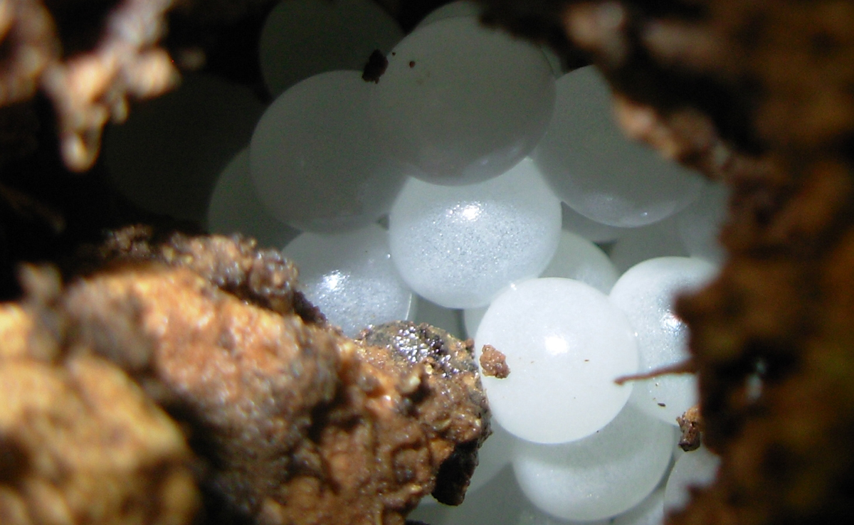 Œufs d'escargot de mer de près