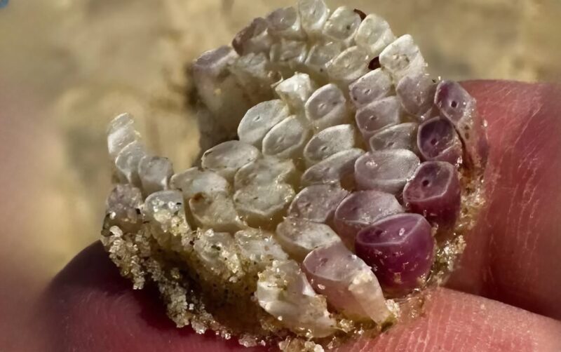 Serviette de plage avec découverte insolite