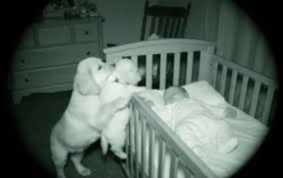 Bébé et chiot blottis l'un contre l'autre dans le berceau