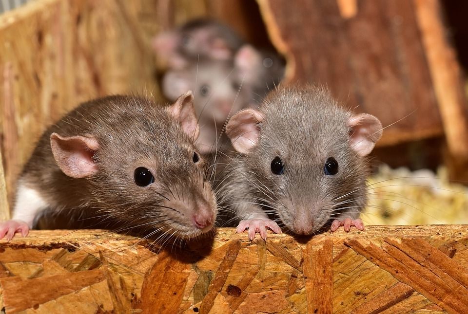 Rats dans des canalisations