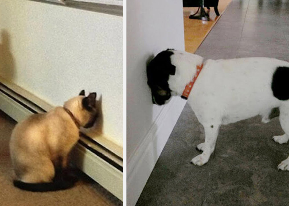Chien et chat appuyant leur tête contre un mur