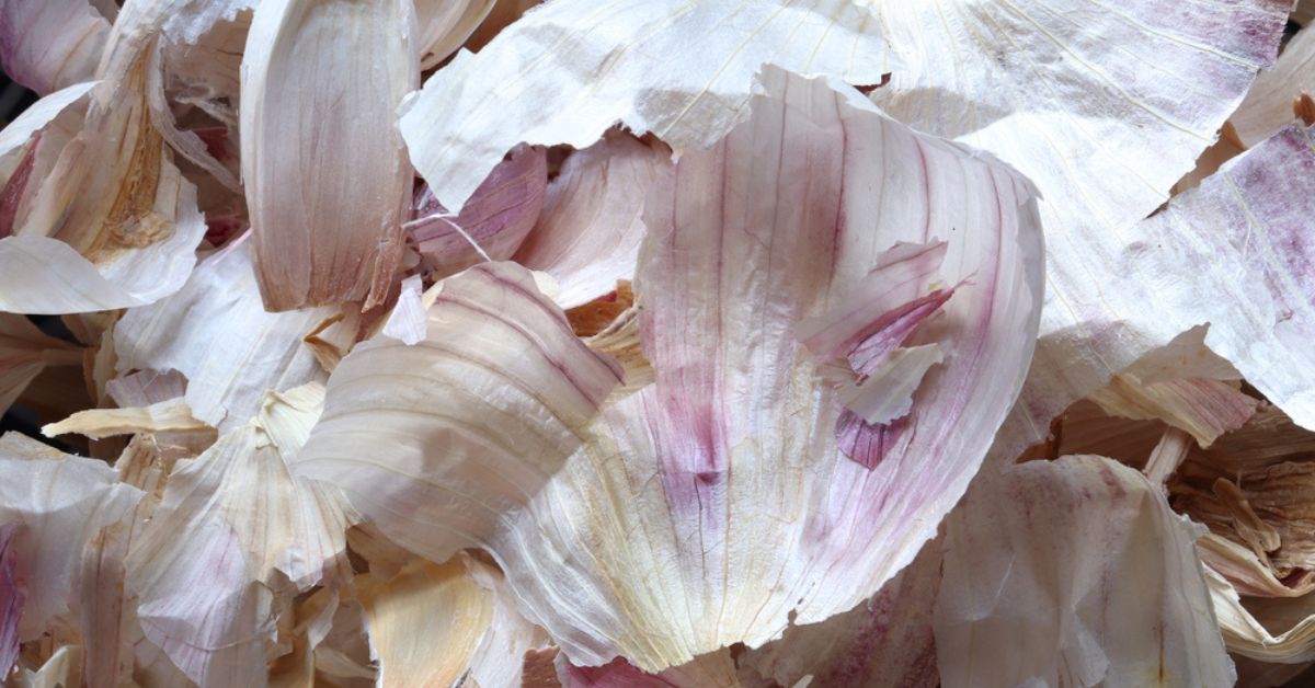 Épluchures d'ail dans une main au-dessus d'un potager