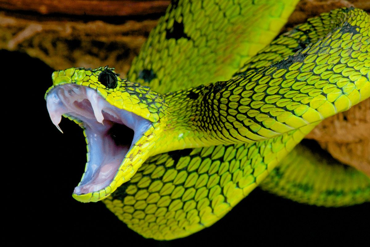 Serpent dans une maison