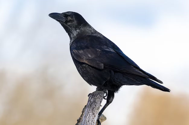Corbeau en gros plan